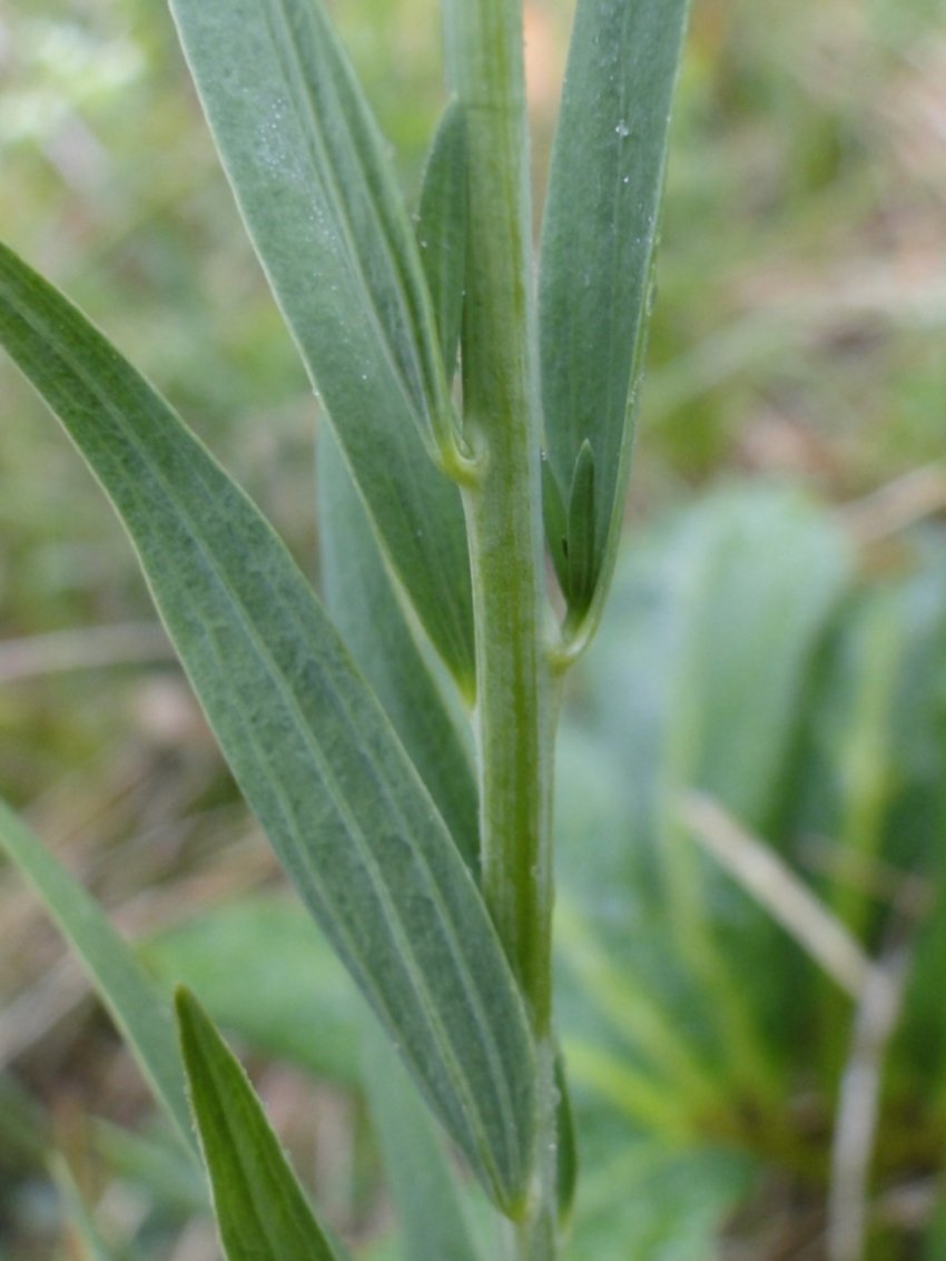 Thesium bavarum  / Linaiola bavarese